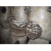 Мицелий Вешенки обыкновенной / серой (Pleurotus sajor-caju)